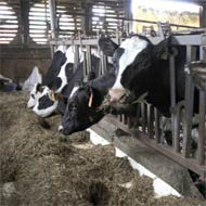 Bihar aims to emulate Gujarat model in milk procurement